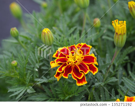 bright orange marigold flower 135271192