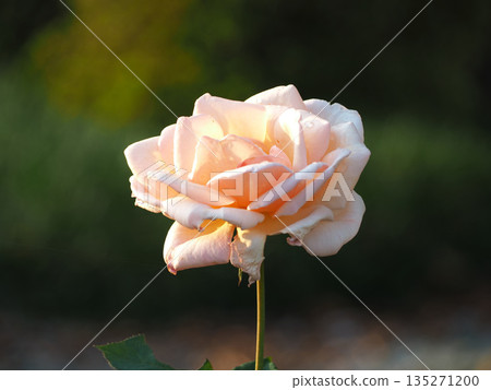 Rose of pink Rose of pink 135271200