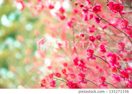 春天來了,紅梅花開了 春天來了,紅梅花開了 135271336