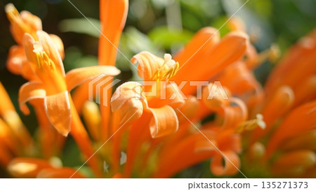 橙色Kaenkazura花 135271373