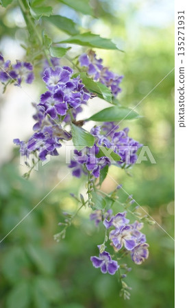 杜蘭塔紫色花朵的特寫 135271931