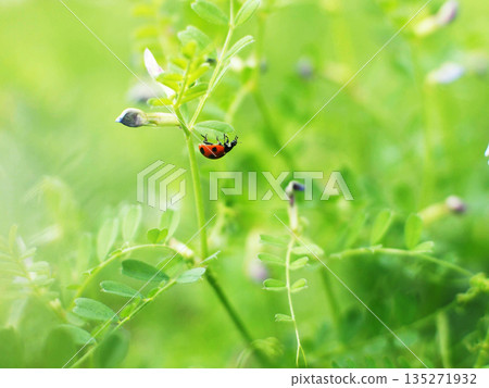 一隻七星瓢蟲掛在野豌豆葉片上。 135271932