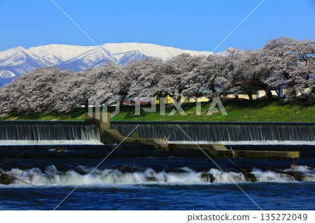 藍天和盛開的櫻花 135272049