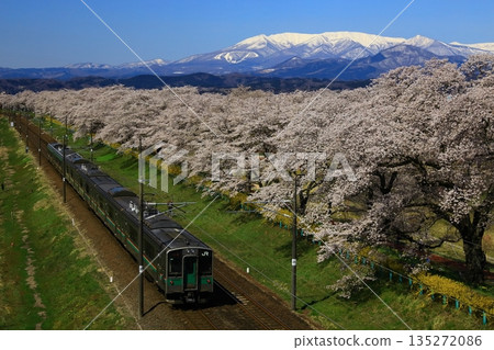 藍天和盛開的櫻花 藍天和盛開的櫻花 135272086