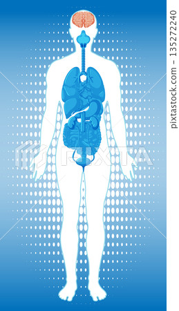 Human Body Silhouette with Internal Organs Diagram Human Body Silhouette with Internal Organs Diagram 135272240