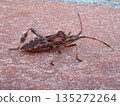 Pine stink bug missing one hind leg - side view 135272264
