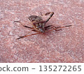 Pine stink bug missing one of its hind legs - front view 135272265