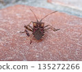 Pine stink bug missing one hind leg - rear 135272266