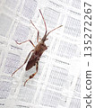 A pine stink bug climbing up a curtain 135272267