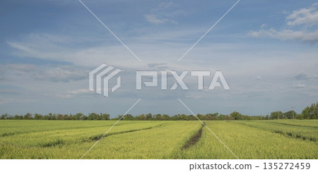 Spacious green meadow with distant trees under cloudy sky, spring landscape Spacious green meadow with distant trees under cloudy sky, spring landscape 135272459