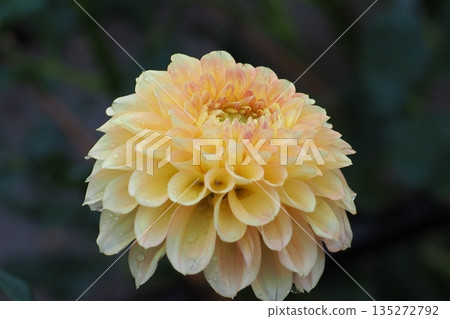 Yellow dahlia 135272792