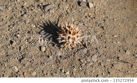 Maple bafu fruit that fell to the ground 135272954