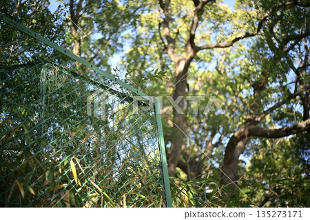 Fence and Forest Park Fall Prevention Fence 135273171