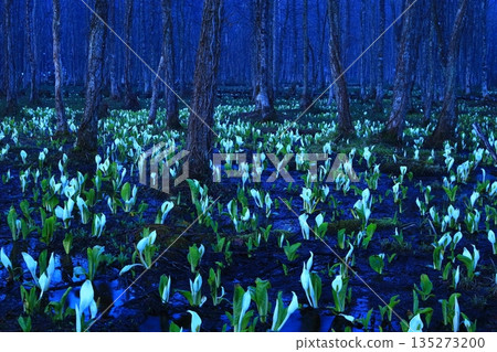 臭甘藍生長成簇 135273200