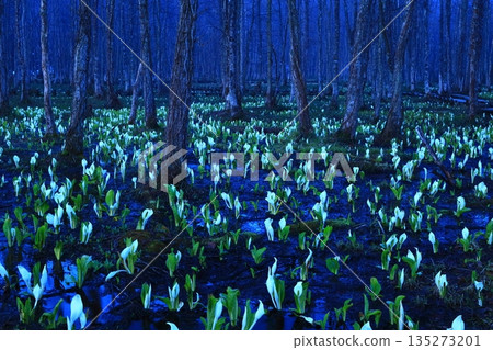 臭甘藍生長成簇 135273201