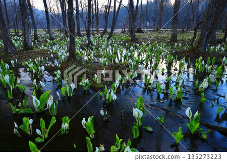 臭甘藍生長成簇 135273223