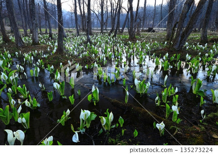 臭甘藍生長成簇 135273224