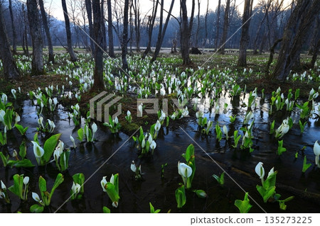 A cluster of skunk cabbages A cluster of skunk cabbages 135273225