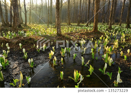 臭甘藍生長成簇 135273229
