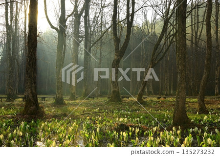 A cluster of skunk cabbages 135273232