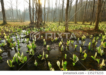 A cluster of skunk cabbages 135273233