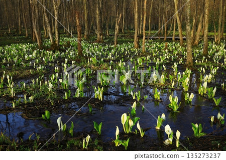 A cluster of skunk cabbages A cluster of skunk cabbages 135273237
