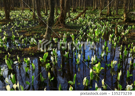A cluster of skunk cabbages A cluster of skunk cabbages 135273239