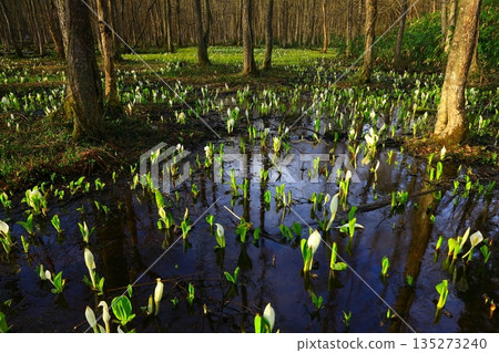 A cluster of skunk cabbages A cluster of skunk cabbages 135273240