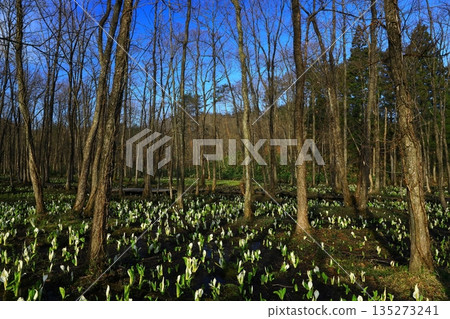 臭甘藍生長成簇 臭甘藍生長成簇 135273241