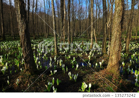 A cluster of skunk cabbages 135273242