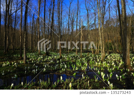 A cluster of skunk cabbages 135273243