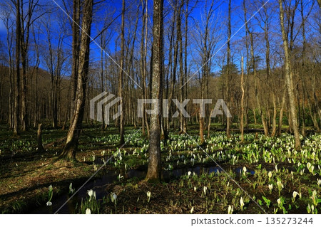 A cluster of skunk cabbages 135273244
