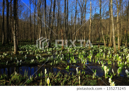 臭甘藍生長成簇 135273245