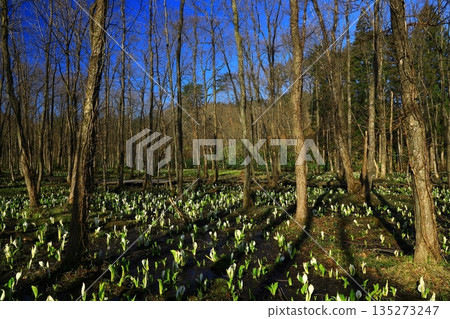 臭甘藍生長成簇 135273247