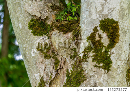 山毛櫸樹上長著苔蘚 山毛櫸樹上長著苔蘚 135273277