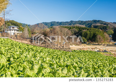 Asuka Village ruins and vegetable fields, Nara Prefecture 135273283