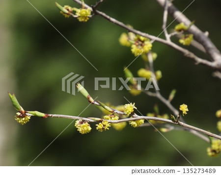 Aburachan blooming in the mountains in spring Aburachan blooming in the mountains in spring 135273489