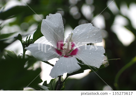 White mukoge's flower White mukoge's flower 135273617