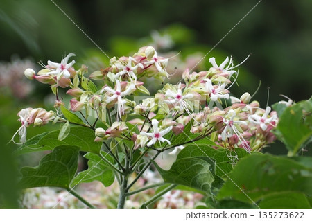 White flower White flower 135273622