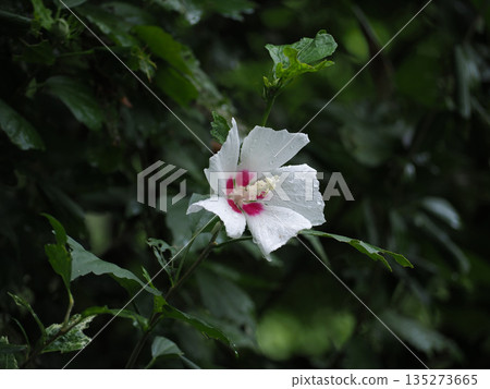 White mukoge's flower White mukoge's flower 135273665