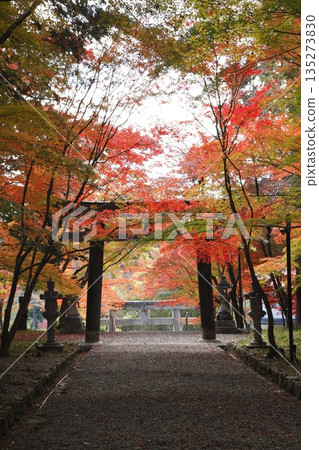 Autumn leaves of Oharano Shrine Autumn leaves of Oharano Shrine 135273830
