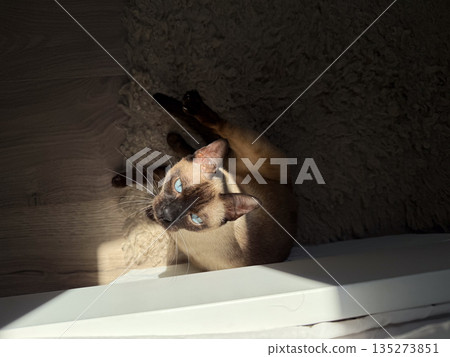 Siamese cat resting in sunlight by window on soft rug. Domestic calm, feline elegance, and quiet afternoon through warm home interior scene Siamese cat resting in sunlight by window on soft rug. Domestic calm, feline elegance, and quiet afternoon through warm home interior scene 135273851