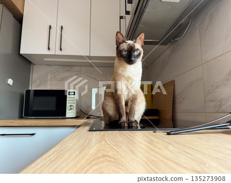 Siamese cat sitting on kitchen counter with blue eyes. Curiosity, domestic life, and playful personality through elegant feline presence 135273908