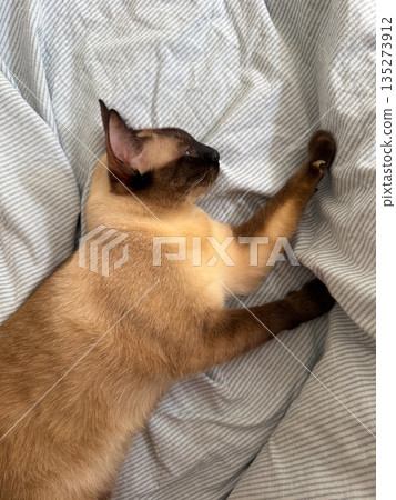 Siamese cat resting on striped bedding in sunlight. Domestic calm, pet comfort, and quiet companionship through peaceful feline relaxation Siamese cat resting on striped bedding in sunlight. Domestic calm, pet comfort, and quiet companionship through peaceful feline relaxation 135273912