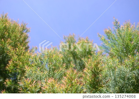 Melaleuca bracteata macro leaves small world 135274008