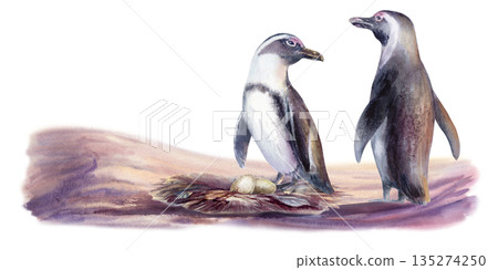 Bonded pair of endangered African penguins,with eggs in a nest,on the sandy coastal landscape-fragile symbol of life and conservation.Hand drawn clipart in gentle watercolor washes,for eco campaigns 135274250