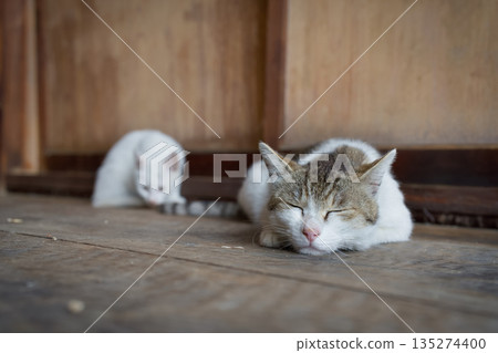 Stray cat relaxing in May 135274400