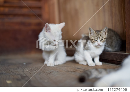 May: Kittens growing up quickly May: Kittens growing up quickly 135274406