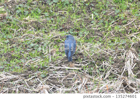 Rock Thrush, Rock Shrike Rock Thrush, Rock Shrike 135274601
