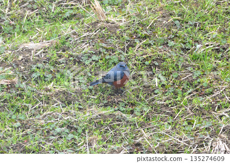 Rock Thrush, Rock Shrike Rock Thrush, Rock Shrike 135274609